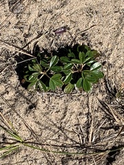 Sibbaldiopsis
