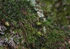 Diphyscium foliosum