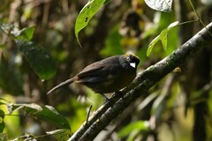 Mitrospingus cassinii