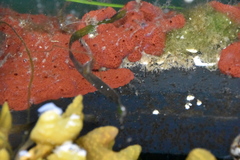 Botrylloides violaceus