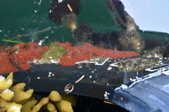 Botrylloides violaceus