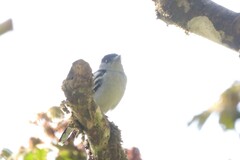 Pachyramphus polychopterus