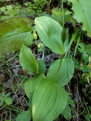 Cypripedium macranthos