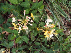 Lonicera periclymenum