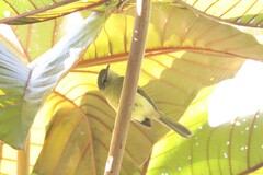 Tolmomyias sulphurescens