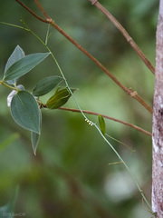 Adenia penangiana