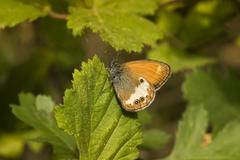 Coenonympha arcania