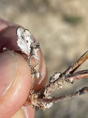 Eriogonum gracile gracile