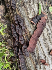 Punctularia strigosozonata