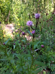 Cirsium arvense integrifolium
