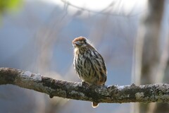 Micromonacha lanceolata