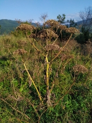 Heracleum
