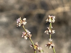 Eriogonum gracile gracile