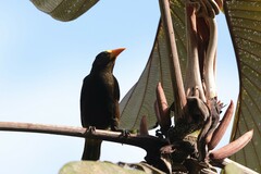 Psarocolius angustifrons