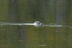 Phoca vitulina