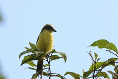 Conopias cinchoneti