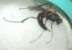 Ichneumonidae