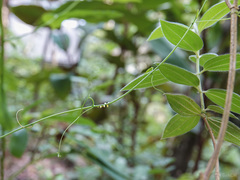 Adenia penangiana