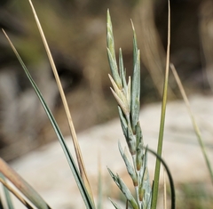 Elymus pycnanthus