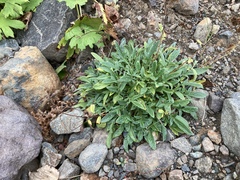 Phacelia leptosepala