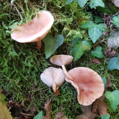 Lactarius tabidus
