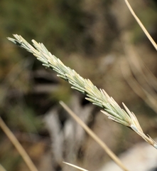 Elymus pycnanthus