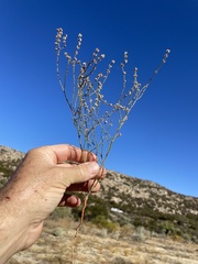 Eriogonum gracile gracile