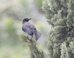 Quiscalus lugubris