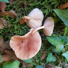 Lactarius tabidus