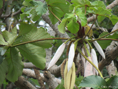 Cecropia palmata