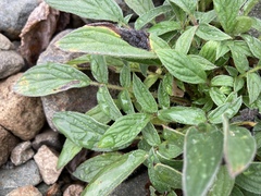 Phacelia leptosepala