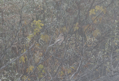 Carpodacus sibiricus