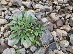 Phacelia leptosepala