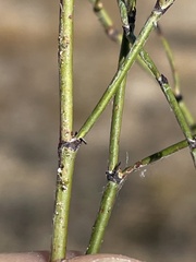 Eriogonum gracile gracile