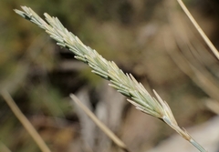 Elymus pycnanthus