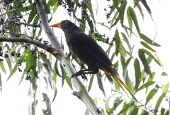 Psarocolius angustifrons