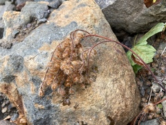 Phacelia leptosepala