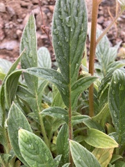 Phacelia leptosepala