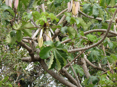 Cecropia palmata
