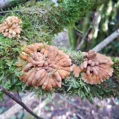 Hypocreopsis rhododendri
