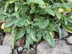 Phacelia leptosepala