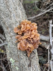 Phaeotremella frondosa