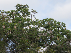 Cecropia palmata