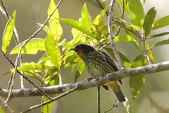 Ixothraupis rufigula