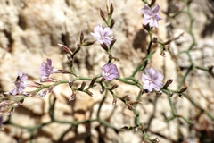 Limonium cancellatum