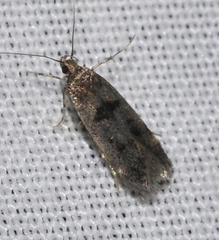 Mirificarma
