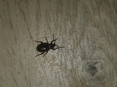 Otiorhynchus cribricollis