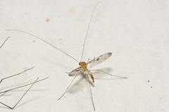 Macrocera phalerata
