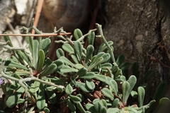 Limonium cancellatum