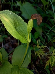 Cypripedium macranthos